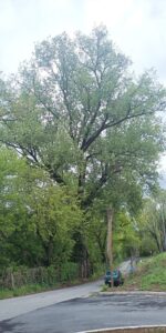 giancarlo fantini pioppo nero