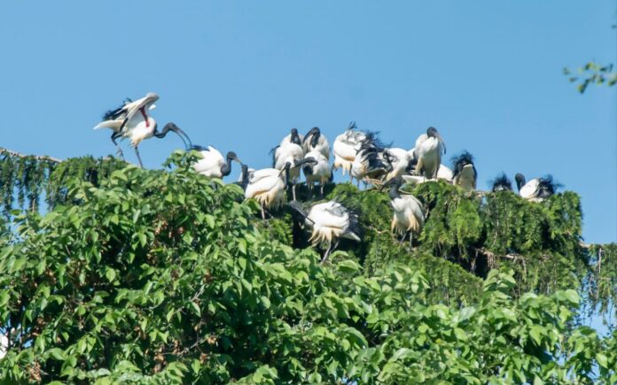 ibis sacro
